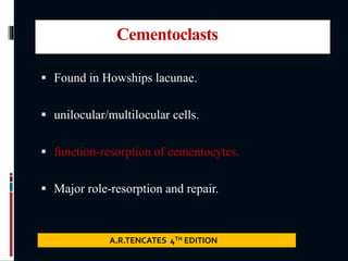 Cementoclasts
 Found in Howships lacunae.
 unilocular/multilocular cells.
 function-resorption of cementocytes.
 Major role-resorption and repair.
A.R.TENCATES 4TH EDITION
 