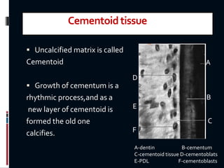 Cementoidtissue
 Uncalcified matrix is called
Cementoid
 Growth of cementum is a
rhythmic process,and as a
new layer of cementoid is
formed the old one
calcifies.
A
B
C
D
E
F
A-dentin B-cementum
C-cementoid tissue D-cementoblats
E-PDL F-cementoblasts
 