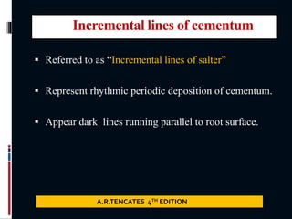 Incremental lines of cementum
 Referred to as “Incremental lines of salter”
 Represent rhythmic periodic deposition of cementum.
 Appear dark lines running parallel to root surface.
A.R.TENCATES 4TH EDITION
 