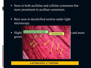  Seen in both acellular and cellular cementum but
more prominent in acelluar cementum.
 Best seen in decalcified section under light
microscopy.
 Highly mineralized areas with less collagen and more
ground substances.
A.R.TENCATES 4TH EDITION
 