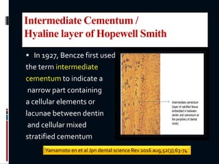 Intermediate Cementum /
Hyaline layer of Hopewell Smith
 In 1927, Bencze first used
the term intermediate
cementum to indicate a
narrow part containing
a cellular elements or
lacunae between dentin
and cellular mixed
stratified cementum
Yamamoto en et al Jpn dental science Rev 2016 aug,52(3);63-74
 