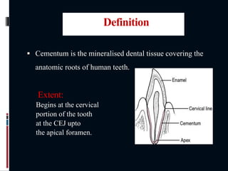  Cementum is the mineralised dental tissue covering the
anatomic roots of human teeth.
Extent:
Begins at the cervical
portion of the tooth
at the CEJ upto
the apical foramen.
Definition
 