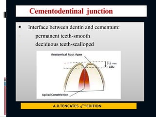 Cementodentinal junction
 Interface between dentin and cementum:
 permanent teeth-smooth
 deciduous teeth-scalloped
A.R.TENCATES 4TH EDITION
 