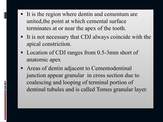  It is the region where dentin and cementum are
united,the point at which cemental surface
terminates at or near the apex of the tooth.
 It is not necessary that CDJ always coincide with the
apical constriction.
 Location of CDJ ranges from 0.5-3mm short of
anatomic apex
 Areas of dentin adjacent to Cementodentinal
junction appear granular in cross section due to
coalescing and looping of terminal portion of
dentinal tubules and is called Tomes granular layer.
 