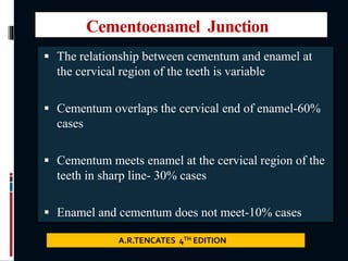 Cementoenamel Junction
 The relationship between cementum and enamel at
the cervical region of the teeth is variable
 Cementum overlaps the cervical end of enamel-60%
cases
 Cementum meets enamel at the cervical region of the
teeth in sharp line- 30% cases
 Enamel and cementum does not meet-10% cases
A.R.TENCATES 4TH EDITION
 