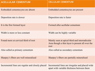 ACELLULAR CEMENTUM CELLULAR CEMENTUM
Embedded cementocytes are absent Embedded cementocytes are present
Deposition rate is slower Deposition rate is faster
It is the first formed layer Formed after acellular cementum
Width is more or less constant Width can be highly variable
Found more at cervical third of root Mainly seen at apical third and interradicular
Area though a thin layer is present all over the
root
Also called as primary cementum Also called as secondary cementum
Sharpey’s fibers are well mineralised Sharpey’s fibers are partially mineralised
Incremental lines are regular and closely placed Incremental lines are irregular and placed wide
apart with variable thickness between them
 