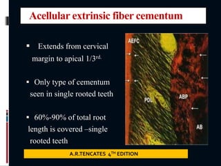 Acellular extrinsic fiber cementum
 Extends from cervical
margin to apical 1/3rd.
 Only type of cementum
seen in single rooted teeth
 60%-90% of total root
length is covered –single
rooted teeth
A.R.TENCATES 4TH EDITION
 