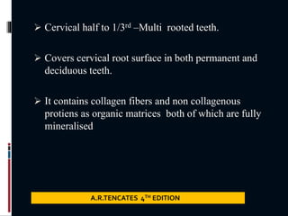  Cervical half to 1/3rd –Multi rooted teeth.
 Covers cervical root surface in both permanent and
deciduous teeth.
 It contains collagen fibers and non collagenous
protiens as organic matrices both of which are fully
mineralised
A.R.TENCATES 4TH EDITION
 