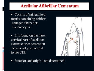 AcellularAfibrillar Cementum
 Consist of mineralized
matrix containing neither
collagen fibers nor
cementocytes.
 It is found on the most
cervical part of acellular
extrinsic fiber cementum
on enamel just coronal
to the CEJ.
 Function and origin –not determined
 