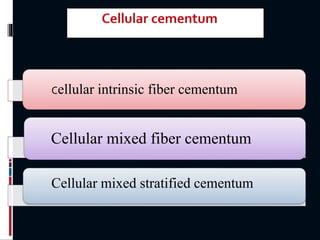 Cellular intrinsic fiber cementum
Cellular mixed fiber cementum
Cellular mixed stratified cementum
 