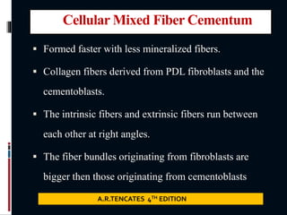 Cellular Mixed Fiber Cementum
 Formed faster with less mineralized fibers.
 Collagen fibers derived from PDL fibroblasts and the
cementoblasts.
 The intrinsic fibers and extrinsic fibers run between
each other at right angles.
 The fiber bundles originating from fibroblasts are
bigger then those originating from cementoblasts
A.R.TENCATES 4TH EDITION
 
