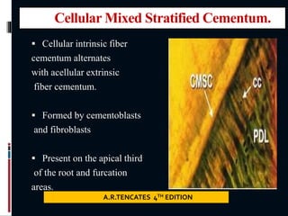 Cellular Mixed Stratified Cementum.
 Cellular intrinsic fiber
cementum alternates
with acellular extrinsic
fiber cementum.
 Formed by cementoblasts
and fibroblasts
 Present on the apical third
of the root and furcation
areas.
A.R.TENCATES 4TH EDITION
 