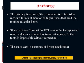 Anchorage
 The primary function of the cementum is to furnish a
medium for attachment of collagen fibres that bind the
tooth to alveolar bone.
 Since collagen fibres of the PDL cannot be incorporated
into the dentin, a connective tissue attachment to the
tooth is impossible without cementum.
 These are seen in the cases of hypophosphotasia
Òrbans oral histology and embryology 13th edition
 