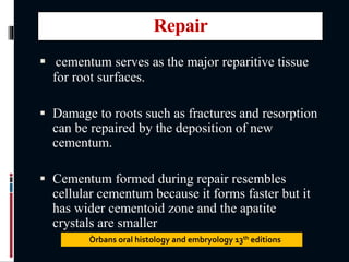 Repair
 cementum serves as the major reparitive tissue
for root surfaces.
 Damage to roots such as fractures and resorption
can be repaired by the deposition of new
cementum.
 Cementum formed during repair resembles
cellular cementum because it forms faster but it
has wider cementoid zone and the apatite
crystals are smaller
Òrbans oral histology and embryology 13th editions
 