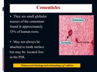 Cementicles
 They are small globular
masses of the cementum
found in approximately
35% of human roots.
 May not always be
attached to tooth surface
but may be located free
in the PDL
Òrbans oral histology and embryology 13th edition
 