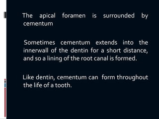 The apical foramen is surrounded by
cementum
Sometimes cementum extends into the
innerwall of the dentin for a short distance,
and so a lining of the root canal is formed.
Like dentin, cementum can form throughout
the life of a tooth.
 