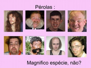 Pérolas :
Magnifico espécie, não?
 