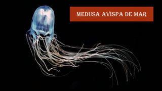 Medusa Avispa de mar
 