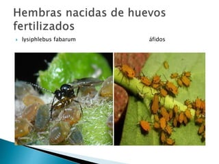 lysiphlebus fabarum áfidos
 