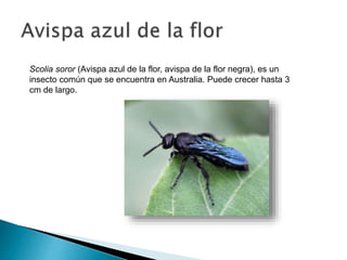 Scolia soror (Avispa azul de la flor, avispa de la flor negra), es un
insecto común que se encuentra en Australia. Puede crecer hasta 3
cm de largo.
 