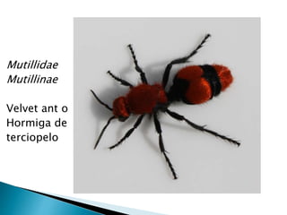 Mutillidae
Mutillinae
Velvet ant o
Hormiga de
terciopelo
 