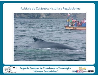 Avistaje de Cetáceos: Historia y Regulaciones
 