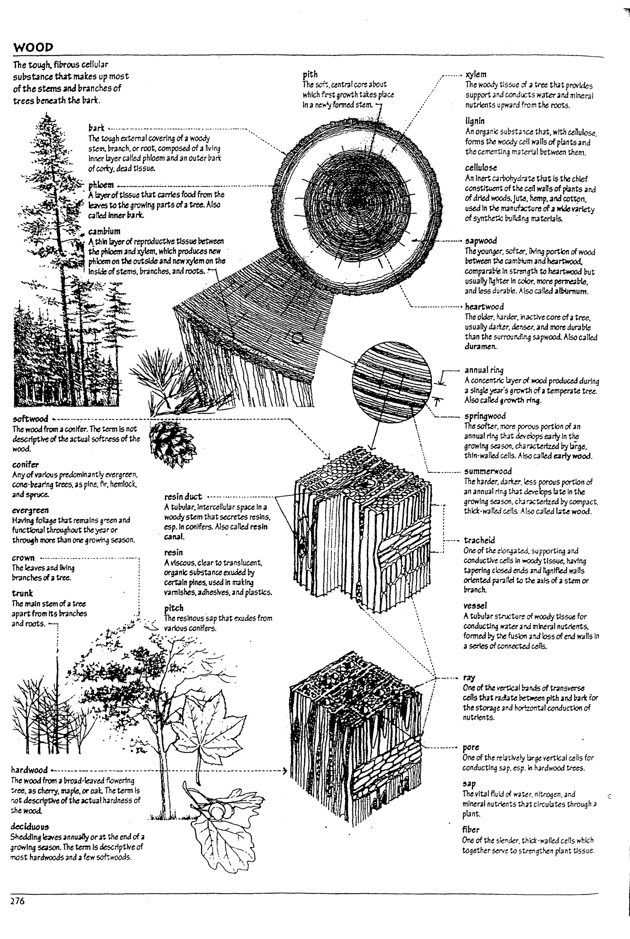 WOOD
The tc~h. fil7rous cellular
su~tance th.-t makes up most
ofthe sUms anal?l'3nches of
trees ~eneath tU ~rt
~.ilr1: .-..------.-------.-----..--.-- -'--"'-'--'--'-'.
The to~h extemal coverl~ ofawoody '.
sttm.l7ranch. or root. composed ofa nvlng
In~ layer caltea phloem and an outer Dan:
ofcorty. dead tIssue.
.-~:h":f'll~~~ ~ --------"-------------.---.----.-.-.--..-
A~oftls5ue th3t C3rr1eS food from U,e
~ to the growing parts ofatree. Also .
calW InMrpark.
~m9jum
A_t;hln ~ of reproductive tlssue ~
~~~: '..4,:..:1 ~ phloem aM xylem. which produces new .
~i£"It;g ph~ on the outslJe and newxylem on the
In~ ofstems.l7ranches. anaroots..
~wood ~---- ---:------ --- --------.~-.•:',..•;.-••-
The wood from .; can!fer. The term Is not
JescrfptlYeof the actual softr.ess of the
wood.
conifer
Anyof various predomlnantry evergreen.
~-17ear.~ trees. as pine. fir. hemlock.
ana spruce.
t:VeT3~
Having fol!a¥ that remains grun and
functtonal throughout the ye:Jr or
th~h mort: than one 9ro~ ~son.
crown •.--.-...-------.-.-------...--_..!
The ~ves and living
Pranchesofatree.
tnmk
The main stem ofatree
apartfrom Its mnches
and roots. ~
hardwood ....----------------.---.--
The wood from a Imnd·le3vea f.owerlng
~ee, as cherry, maple, or oak. The term Is
t".ot descrl~ of the actual h4rdness of
tilewooQ.
kckfuolf:J
Shedding lt2ves annU4/ly orn the end of a
~rowlng season. The term Is descriptive of
most hardwoods and afew sof':woods.
276
resin duct .---- .--.-.....-.-------
Atu!xtlar.lntercellular space In a
woody stem that secretes reslns.
esp. In contfers. Also called resin
. canal. .
resin
Aviscous. clear to tr3nslucent.
organic sul1stance ex~ by
certain pines. used In rnakl"9
vamlshes. adhesives, and plastics.
pith
The sof';. central core aDout
which frst growth t3l:es piau
in anel't)'fonned stem.
r--···· xylem
.... The WoMy tissue of ;I tree th4t pro;ldes
support ,lI1J conducts water;lna minerai
nutrients upward from the roots.
lignin
An organic subst~"u that. wtth cenulose.
forms the woody cell ~ 115 of plants ;I nd
thecementln:3 m3terull7etween u,em.
cellulose
An inert C4rt>ohydta~ that Is the chief
con~ ofthe cell lI2Rs ofpl2nts and
ofdried woods.jute. hemp•.;andCDtt9n.
used In the rnanuflctu~ of .; wide variety
ofsynthetlc burt&~ rnat:emIs. .
sapwood
Theyou~. ~. llv!~ portion of wood
~ ~ camrom and htartwood,
com~~Ple In st-re:ngth to htartw:lod but
usually lighter In color, mo~ pertne;lPte.
and less durable. Also called allXlrnum.
'..---.---- -..----. he3rtwocd
The older. k3rder. n3Ctlve core ofatree.
usuallyd.arUr.de~•.and moredural7!e
than the surroundin.g sapwood. Also calrea
duramen.
r- annual~
........._""'--.::""111~~::i -de.. AccncerTt<ic layer of wood produceJ during
~11!5;~ a single Jle3r's growth ofatemperate tree.
, Also called frowth "lli.

,
springwooa
;,
The softer. more porous portion of an
annual ring that.:kYelops e3rly In tl:,e
growlr1§ sasoo. cha~rlzed bybrge.
thin-wailed cells. A!sc called earfy wood.
~.----..--. summerwooa
.", "
..... '.
The harder. dJri:er.le-ss F,s portion of
an annual ring that de.-eiOpS late In the
growing sasoo. char-;tC'terized by compact,
thld:-walied cells. Also caltea r...te wood.
~-.., tracheid
.i One of the d.or43W. S<Jpporting and
conductive cells il1 woody tissue. luvlng
taperl~ c!oseJ ends Vla ~nlfied walls
oriented pmlid to ~ axis of astem or
branch.
vessel
Atubur.lr st<ucture of wooJy tissue for
conducting W7ter ana ifJlneral nutnerrts.
formed by the fusion a:1d loss of end W".i rts In
a~ of connected ceils.
'~--.-, ray
.' ,:' One oftht vertlcal!:73nds of tr.Insvers6
! cells that rui!.ate ~ ptth and 17ari: for
; the storage and hortzon-tal conduction of
: nutrients.
-----. pore
One of the relatively ~ge verticai celis for
conducting 54 p. esp. It nardwood trees.
,ap
The vital fluL::l of 'ater. nftiogen. and c
mineraI nUtr¢1ts thn circulates through;;
plant.
fiber
One of the sct1der. thW:i-walled cens whlcn
together ~e to st<et1gtnen plant tlssue.
I
l
l
L
r
L
L
L
L
f
.~.
~
 