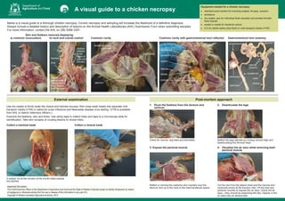 1: 	 Pluck the feathers from the dorsum and
ventrum
Check for trauma, dog bites and dermatitis.
3: Expose the pectoral muscle
Reflect or remove the coelomic skin cranially over the
sternum and up to the neck to the intermandibular space.
2: 	 Disarticulate the legs
Reflect the legs laterally by incising ventral thigh and
disarticulating the femoral head.
4: 	 Visualise the air sacs while removing keel/
pectoral muscle
Cut the ribs from the lateral chest and the clavicle and
coracoids bones at the thoracic inlet. Lift the keel and
pectoral muscles to expose the air sacs. Check the air
sacs – they should be clear/cling film like. Opacity in the
air sacs may be airsacculitis.
Department of
Agriculture and Food
Below is a visual guide to a thorough chicken necropsy. Correct necropsy and sampling will increase the likelihood of a definitive diagnosis.
Always include a detailed history and description of lesions on the Animal Health Laboratories (AHL) Submission Form when submitting samples.
For more information, contact the AHL on (08) 9368 3351.
Equipment needed for a chicken necropsy:
•	 standard post-mortem kit including scalpel, forceps, scissors
•	 secateurs
•	 dry swabs, jars for individual fresh samples and pooled formalin
fixed tissues
•	 swabs in media for bacterial culture
•	 0.5 mL sterile saline (drip fluid) or viral transport media (VTM).
A visual guide to a chicken necropsy
a) coelomic musculature b) neck and cranial coelom
Skin and feathers removed displaying:
Coelomic cavity Coelomic cavity with gastrointestinal tract reflected Gastrointestinal tract anatomy
Use dry swabs to firmly swab the cloaca and trachea mucosa, then snap swab heads into separate viral
transport media (VTM) or saline for avian influenza and Newcastle disease virus testing. (VTM is available
from AHL or district veterinary officers.)
Examine the feathers, skin and limbs. Use sticky tape to collect mites and tape to a microscope slide for
identification. Take skin scrapes of crusting lesions to reveal mites.
Collect a tracheal swab
A scissor cut at the corners of the mouth helps expose
the trachea.
Collect a cloacal swab
Post-mortem approachExternal examination
heart
trachea
duodenal loops,
pancreas
ventriculus
ventriculus
ventriculus
colon
pancreas
duodenum
caecae
(paired)
jejunum
cloaca
proventriculus
proventriculus
spleen
caecae
follicle
oviduct
jejunum
thymus
(hidden
in fat;
chain of
pale pink
lobules)
thyroid
(parathyroid &
ultimobrachial
body nearby
but inapparent)
crop
liver
Important Disclaimer
The Chief Executive Officer of the Department of Agriculture and Food and the State of Western Australia accept no liability whatsoever by reason
of negligence or otherwise arising from the use or release of this information or any part of it.
Copyright © Western Australian Agriculture Authority, 2012
 