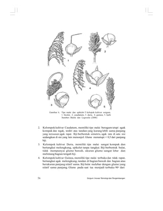 Tanpa bulu (awnless) Berbulu (awn)
Gambar 6. Tipe malai dan spikelet 5 kelopok kultivar sorgum.
1. bicolor, 2. caudatum, 3. durra, 4. guinea, 5. kafir
Sumber: Balole dan Legwaila (2006)
2. Kelompok kultivar Caudatum, memiliki tipe malai beragam tetapi agak
kompak dan tegak, terdiri atas tandan yang kurang lebih sama panjang
yang tersusun agak rapat. Biji berbentuk simetris, agak rata di satu sisi
sedangkan di sisi yang lain menonjol. Glume menutupi < 0,5 dari panjang
biji.
3. Kelompok kultivar Durra, memiliki tipe malai sangat kompak dan
bertangkai melengkung, spikelet tanpa tangkai. Biji berbentuk bulat,
tidak mempunyai glume bawah, ukuran glume sangat lebar dan
melintang bagian tengah biji.
4. Kelompok kultivar Guinea, memiliki tipe malai terbuka dan tidak rapat,
bertangkai agak melengkung, tandan di bagian bawah dan bagian atas
berukuran panjang relatif sama. Biji bulat melebar dengan glume yang
relatif sama panjang. Glume pada saat tua menjadi terbuka 90o dari
56 Sorgum: Inovasi Teknologi dan Pengembangan
 