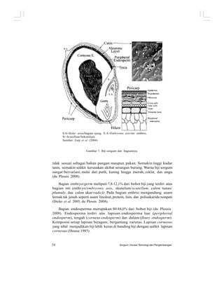 S.A=Stylar area/bagian ujung, E.A=Embryonic axis/inti embrio,
S=Scutellum/Sekutelum
Sumber: Earp et al. (2004)
Gambar 7. Biji sorgum dan bagiannya.
tidak sesuai sebagai bahan pangan maupun pakan. Semakin tinggi kadar
tanin, semakin sedikit kerusakan akibat serangan burung. Warna biji sorgum
sangat bervariasi, mulai dari putih, kuning hingga merah, coklat, dan ungu
(du Plessis 2008).
Bagian embryo/germ meliputi 7,8-12,1% dari bobot biji yang terdiri atas
bagian inti embryo/embryonic axis, skutelum/scutellum, calon tunas/
plumule, dan calon akar/radicle. Pada bagian embrio mengandung asam
lemak tak jenuh seperti asam linoleat, protein, lisin, dan polisakarida nonpati
(Dicko et al. 2005, du Plessis 2008).
Bagian endosperma merupakan 80-84,6% dari bobot biji (du Plessis
2008). Endosperma terdiri atas lapisan endosperma luar (peripherial
endosperm), tengah (corneus endosperm) dan dalam (floury endosperm).
Komposisi setiap lapisan beragam, bergantung varietas. Lapisan corneous
yang tebal menjadikan biji lebih keras di banding biji dengan sedikit lapisan
corneous (House 1985).
58 Sorgum: Inovasi Teknologi dan Pengembangan
 