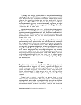 Keunikan daun sorgum terdapat pada sel penggerak yang terletak di
sepanjang tulang daun. Sel ini dapat menggulung daun secara cepat bila
terjadi kekeringan, untuk mengurangi transpirasi. Pelepah daun melekat
pada ruas dan menyelimuti batang, agak tebal dan semakin tipis di pinggir,
dengan lebar sekitar 25-30 cm atau beragam, bergantung varietas, bagian
dalamnya berwarna putih dan mengkilat, sedangkan bagian luar berwarna
hijau dan berlapis lilin. Permukaan pelepah licin hingga berambut
(Arthswager 1948, du Plessis 2008).
Hasil penelitian Bullard dan York (1985) menunjukkan bahwa banyaknya
daun tanaman sorgum berkorelasi dengan panjang periode vegetatif, yang
dibuktikan oleh setiap penambahan satu helai daun memerlukan waktu 3-
4 hari. Freeman (1970) menyebutkan bahwa tanaman sorgum juga
mempunyai daun bendera (leaf flag) yang muncul paling akhir, bersamaan
dengan inisiasi malai.
Daun bendera (flag leaf), merupakan daun yang terakhir (terminal leaf)
sebelum muncul malai, memiliki fungsi yang sama sebagai organ fotosintesis
dan menghasilkan fotosintat. Daun bendera umumnya lebih pendek dan
lebar dari daun-daun pada batang (House 1985). Pelepah daun bendera
menyelubungi primordia bunga selama proses perkembangan primordia
bunga. Fase ini disebut sebagai fase booting, yang dalam bahasa Indonesia
sering di sebut fase bunting. Daun bendera akan membuka oleh dorongan
pemanjangan tangkai bunga dan perkembangan bunga dari primordia
bunga menjadi bunga sempurna yang siap untuk mekar. Pelepah dan daun
bendera di lapisi oleh lapisan lilin yang tebal (Singh et al. 1997). Daun bendera
muda bentuknya kaku dan tegak dan akan melengkung seiring dengan
fase penuaan daun.
Bunga
Rangkaian bunga sorgum berada pada malai di bagian ujung tanaman.
Sorgum merupakan tanaman hari pendek, pembungaan dipicu oleh
periode penyinaran pendek dan suhu tinggi (Pedersen et al. 1998). Bunga
sorgum merupakan bunga tipe panicle/malai (susunan bunga di tangkai)
(Hunter and Anderson 1997). Bunga sorgum secara utuh terdiri atas tangkai
malai (peduncle), malai (panicle), rangkaian bunga (raceme), dan bunga
(spikelet).
Tangkai malai (peduncle) merupakan ruas paling ujung (terminal
internode) yang menopang malai dan paling panjang, yang terdapat pada
batang sorgum. Tangkai malai memanjang seiring dengan perkembangan
malai, dan mendorong malai keluar dari pelepah daun bendera. Ukuran
panjang tangkai malai beragam, bergantung varietas. Pada beberapa
Andriani dan Isnaini: Morfologi dan Fase Pertumbuhan Sorgum 51
 