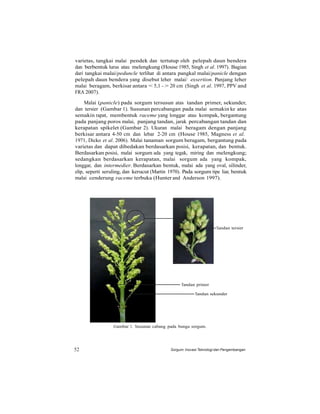 varietas, tangkai malai pendek dan tertutup oleh pelepah daun bendera
dan berbentuk lurus atau melengkung (House 1985, Singh et al. 1997). Bagian
dari tangkai malai/peduncle terlihat di antara pangkal malai/panicle dengan
pelepah daun bendera yang disebut leher malai/ exsertion. Panjang leher
malai beragam, berkisar antara < 5,1 - > 20 cm (Singh et al. 1997, PPV and
FRA 2007).
Malai (panicle) pada sorgum tersusun atas tandan primer, sekunder,
dan tersier (Gambar 1). Susunan percabangan pada malai semakin ke atas
semakin rapat, membentuk raceme yang longgar atau kompak, bergantung
pada panjang poros malai, panjang tandan, jarak percabangan tandan dan
kerapatan spikelet (Gambar 2). Ukuran malai beragam dengan panjang
berkisar antara 4-50 cm dan lebar 2-20 cm (House 1985, Magness et al.
1971, Dicko et al. 2006). Malai tanaman sorgum beragam, bergantung pada
varietas dan dapat dibedakan berdasarkan posisi, kerapatan, dan bentuk.
Berdasarkan posisi, malai sorgum ada yang tegak, miring dan melengkung;
sedangkan berdasarkan kerapatan, malai sorgum ada yang kompak,
longgar, dan intermedier. Berdasarkan bentuk, malai ada yang oval, silinder,
elip, seperti seruling, dan kerucut (Martin 1970). Pada sorgum tipe liar, bentuk
malai cenderung raceme terbuka (Hunter and Anderson 1997).
Tandan tersier
Tandan primer
Tandan sekunder
Gambar 1. Susunan cabang pada bunga sorgum.
52 Sorgum: Inovasi Teknologi dan Pengembangan
 