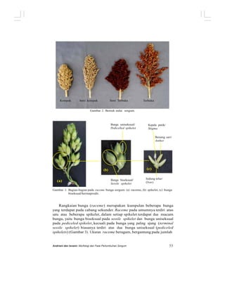 Kompak Semi kompak Semi Terbuka Terbuka
Gambar 2. Bentuk malai sorgum.
Bunga uniseksual/
Pedicelled spikelet
Kepala putik/
Stigma
Benang sari/
Anther
(b) (c)
(a) Bunga biseksual/
Sessile spikelet
Indung telur/
Ovary
Gambar 3. Bagian-bagian pada raceme bunga sorgum: (a) raceme, (b) spikelet, (c) bunga
biseksual/hermaprodit.
Rangkaian bunga (raceme) merupakan kumpulan beberapa bunga
yang terdapat pada cabang sekunder. Raceme pada umumnya terdiri atas
satu atau beberapa spikelet, dalam setiap spikelet terdapat dua macam
bunga, yaitu bunga biseksual pada sessile spikelet dan bunga uniseksual
pada pediceled spikelet, kecuali pada bunga yang paling ujung (terminal
sessile spikelet) biasanya terdiri atas dua bunga uniseksual (pediceled
spikelets) (Gambar 3). Ukuran raceme beragam, bergantung pada jumlah
Andriani dan Isnaini: Morfologi dan Fase Pertumbuhan Sorgum 53
 