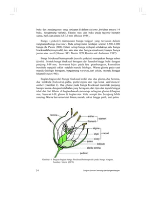 buku dan panjang ruas yang terdapat di dalam raceme, berkisar antara 1-8
buku, bergantung varietas. Ukuran ruas dan buku pada raceme hampir
sama, berkisar antara 0,5-3,0 mm (House 1985).
Bunga (spikelet) merupakan bunga tunggal yang tersusun dalam
rangkaian bunga (raceme). Pada setiap malai terdapat sekitar 1.500-4.000
bunga (du Plessis 2008). Dalam setiap bunga terdapat setidaknya satu bunga
biseksual (hermaprodit) dan satu atau dua bunga uniseksual, berupa bunga
jantan atau steril (House 1985, Martin 1970, Hunter and Anderson 1997).
Bunga biseksual/hermaprodit (sessile spikelet) merupakan bunga subur
(fertile). Bentuk bunga biseksual beragam dari lanselot hingga bulat dengan
panjang 3-10 mm, berwarna hijau pada fase pembungaan, kemudian
berubah menjadi coklat setelah masak fisiologis. Warna glume pada saat
masak fisiologis beragam, bergantung varietas, dari coklat, merah, hingga
hitam (House 1985).
Bagian-bagian dari bunga biseksual terdiri atas dua glume, dua lemma,
dua lodikula (lodicules), palea, putik/stigma dan tiga kotak sari/stamen/
anther (Gambar 4). Dua glume pada bunga biseksual memiliki panjang
hampir sama, dengan ketebalan yang beragam, dari tipis dan rapuh hingga
tebal dan liat. Glume di bagian bawah menutupi sebagian glume di bagian
atas, berurat 6-18, glume di bagian atas lebih sempit dan berujung lebih
runcing. Warna bervariasi dari hitam, merah, coklat hingga putih, dari polos
Gambar 4. Bagian-bagian bunga biseksual/hermaprodit pada bunga sorgum.
Sumber: Martin (1970)
54 Sorgum: Inovasi Teknologi dan Pengembangan
 