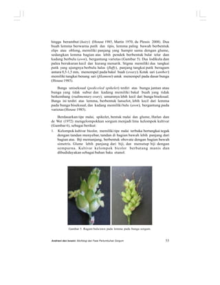 hingga berambut (hairy) (House 1985, Martin 1970, du Plessis 2008). Dua
buah lemma berwarna putih dan tipis, lemma paling bawah berbentuk
elips atau oblong, memiliki panjang yang hampir sama dengan glume,
sedangkan lemma bagian atas lebih pendek berbentuk bulat telur dan
kadang berbulu (awn), bergantung varietas (Gambar 5). Dua lodikula dan
palea berukuran kecil dan kurang menarik. Stigma memiliki dua tangkai
putik yang ujungnya berbulu halus (fluffy), panjang tangkai putik beragam
antara 0,5-1,5 mm, menempel pada bakal buah (ovary). Kotak sari (anther)
memiliki tangkai benang sari (filament) untuk menempel pada dasar bunga
(House 1985).
Bunga uniseksual (pediceled spikelet) terdiri atas bunga jantan atau
bunga yang tidak subur dan kadang memiliki bakal buah yang tidak
berkembang (rudimentary ovary), umumnya lebih kecil dari bunga biseksual.
Bunga ini terdiri atas lemma, berbentuk lanselot, lebih kecil dari lemma
pada bunga biseksual, dan kadang memiliki bulu (awn), bergantung pada
varietas (House 1985).
Berdasarkan tipe malai, spikelet, bentuk malai dan glume, Harlan dan
de Wet (1972) mengelompokkan sorgum menjadi lima kelompok kultivar
(Gambar 6), sebagai berikut:
1. Kelompok kultivar bicolor, memiliki tipe malai terbuka bertangkai tegak
dengan tandan menyebar, tandan di bagian bawah lebih panjang dari
bagian atas. Biji memanjang, berbentuk obovate dengan bagian bawah
simetris. Glume lebih panjang dari biji, dan menutup biji dengan
sempurna. Kultivar kelompok bicolor berbatang manis dan
dibudidayakan sebagai bahan baku etanol.
Gambar 5. Ragam bulu/awn pada lemma pada bunga sorgum.
Andriani dan Isnaini: Morfologi dan Fase Pertumbuhan Sorgum 55
 