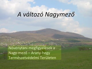 A változó Nagymező
Növénytani megfigyelések a
Nagy-mező – Arany-hegy
Természetvédelmi Területen
 