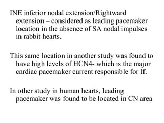INE inferior nodal extension/Rightward
extension – considered as leading pacemaker
location in the absence of SA nodal impulses
in rabbit hearts.
This same location in another study was found to
have high levels of HCN4- which is the major
cardiac pacemaker current responsible for If.
In other study in human hearts, leading
pacemaker was found to be located in CN area
 