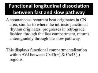 Functional longitudinal dissociation
between fast and slow pathway
A spontaneous reentrant beat originates in CN
area, similar to where the intrinsic junctional
rhythm originates, progresses in retrograde
fashion through the fast compartment, returns
anterogradely through the slow pathway.
This displays functional compartmentalization
within AVJ between Cx43(+) & Cx43(-)
regions.
 