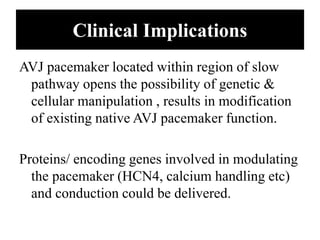 Clinical Implications
AVJ pacemaker located within region of slow
pathway opens the possibility of genetic &
cellular manipulation , results in modification
of existing native AVJ pacemaker function.
Proteins/ encoding genes involved in modulating
the pacemaker (HCN4, calcium handling etc)
and conduction could be delivered.
 