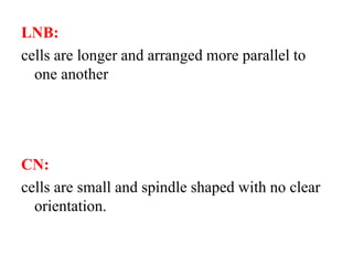 LNB:
cells are longer and arranged more parallel to
one another
CN:
cells are small and spindle shaped with no clear
orientation.
 