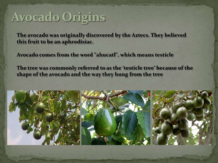 origin of avocado