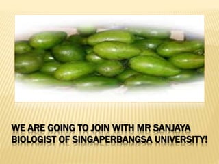 WE ARE GOING TO JOIN WITH MR SANJAYA
BIOLOGIST OF SINGAPERBANGSA UNIVERSITY!
 