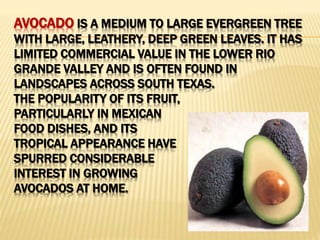 AVOCADO IS A MEDIUM TO LARGE EVERGREEN TREE
WITH LARGE, LEATHERY, DEEP GREEN LEAVES. IT HAS
LIMITED COMMERCIAL VALUE IN THE LOWER RIO
GRANDE VALLEY AND IS OFTEN FOUND IN
LANDSCAPES ACROSS SOUTH TEXAS.
THE POPULARITY OF ITS FRUIT,
PARTICULARLY IN MEXICAN
FOOD DISHES, AND ITS
TROPICAL APPEARANCE HAVE
SPURRED CONSIDERABLE
INTEREST IN GROWING
AVOCADOS AT HOME.
 