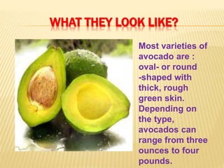 WHAT THEY LOOK LIKE?
Most varieties of
avocado are :
oval- or round
-shaped with
thick, rough
green skin.
Depending on
the type,
avocados can
range from three
ounces to four
pounds.
 