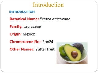 AVOCADO : An Advanced Approach For Production | PPT