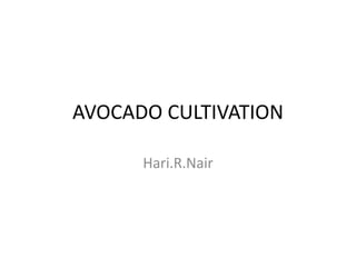 AVOCADO CULTIVATION
Hari.R.Nair
 