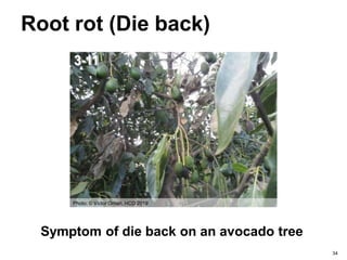 Avocado PPT.pptx