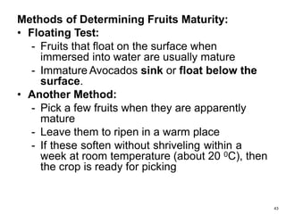Avocado PPT.pptx