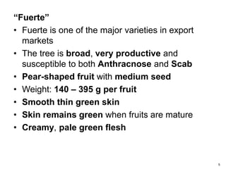 5
“Fuerte”
• Fuerte is one of the major varieties in export
markets
• The tree is broad, very productive and
susceptible to both Anthracnose and Scab
• Pear-shaped fruit with medium seed
• Weight: 140 – 395 g per fruit
• Smooth thin green skin
• Skin remains green when fruits are mature
• Creamy, pale green flesh
 