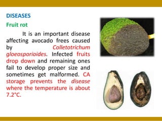 Package of Practices of Avocado | PDF
